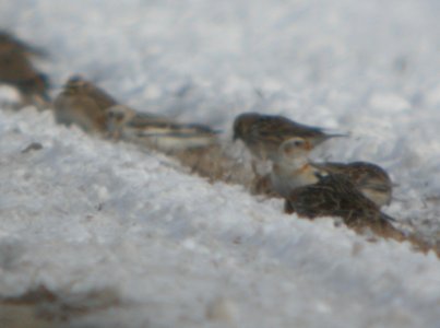 DSCN5642 c Horned Lark Snow Bunting Lapland Longspur  Aroma Park IL 2-26-2015