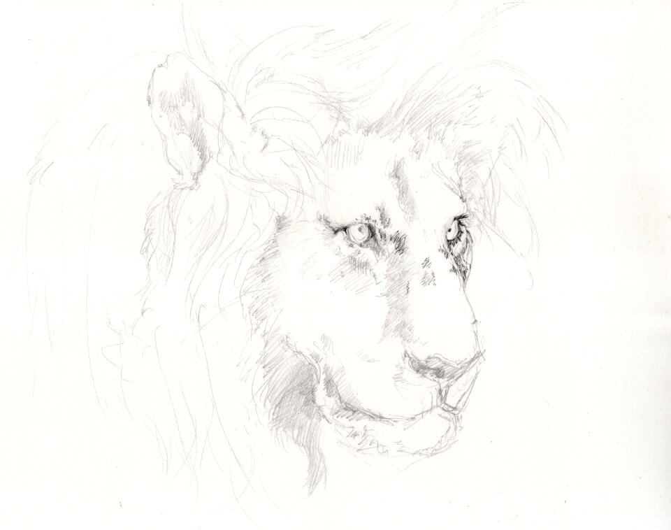 Lion drawing pencil drawing