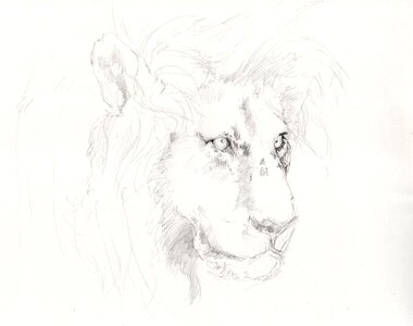 Lion drawing pencil drawing
