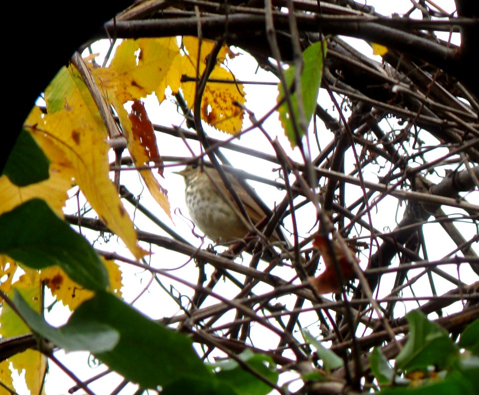IMG 0529 c Hermit Thrush  Bourbonnais IL 10-30-2014