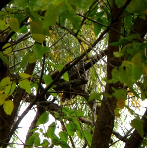 IMG 0533 c Great Horned Owl  Bourbonnais IL 10-30-2014