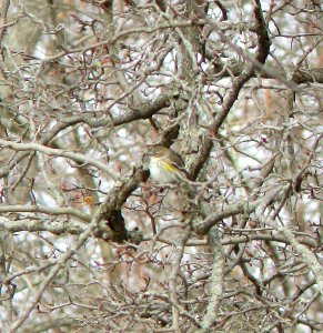 IMG 0697 c Yellow-rumped Warbler  Bourbonnais IL 11-19-2014