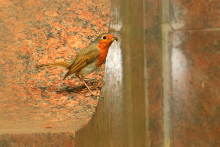 Species songbird birds
