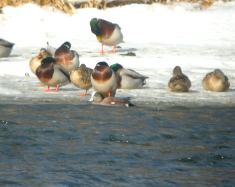 DSCN5488 c American Wigeon Will Co IL 1-18-2015