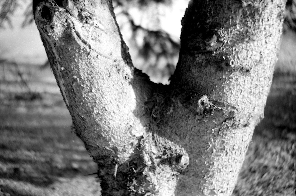 Sokol 2 - Detail of a Tree