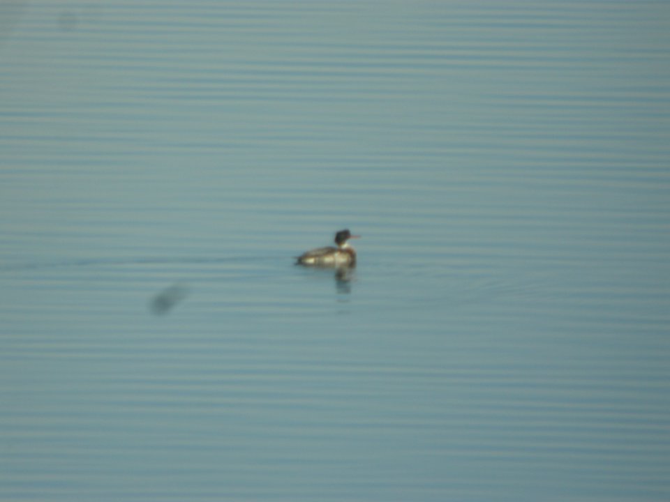 DSCN5305 Red-breasted Merganser Standley Lake CO 12-10-2014