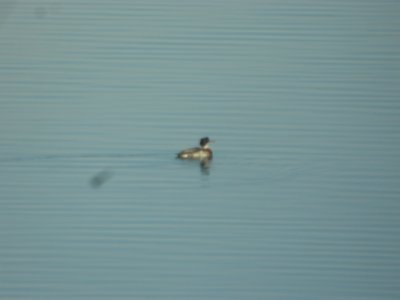 DSCN5305 Red-breasted Merganser Standley Lake CO 12-10-2014