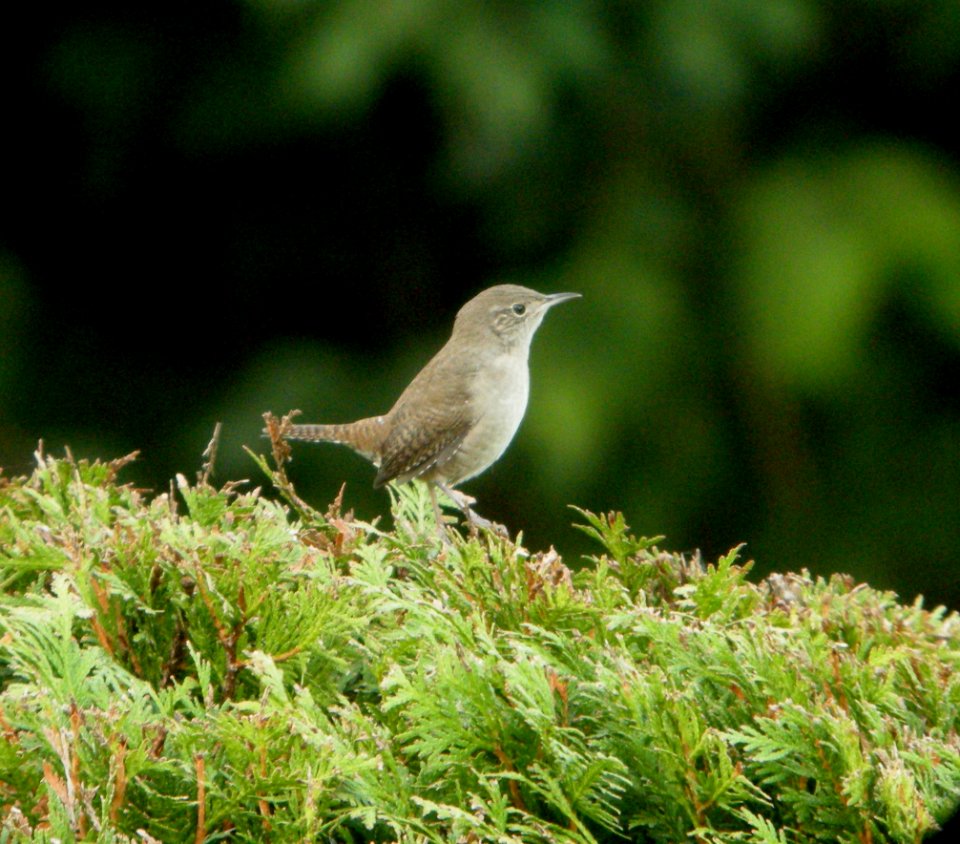 DSCN4417 c House Wren  Kankakee IL 9-27-2014