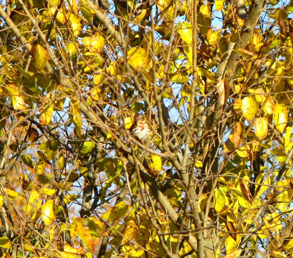 IMG 0394 c Fox Sparrow  Bourbonnais IL 10-22-2014