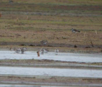 DSCN4208 c Semipalmated Sandpiper + Ruddy Turnstone H & E Sod Momence IL 9-11-2014