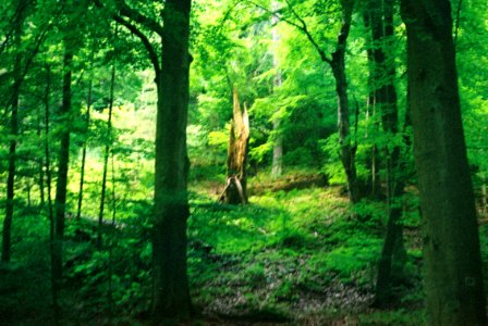 Exa + Tessar 2,8/50 - Forest in the Dusk photo