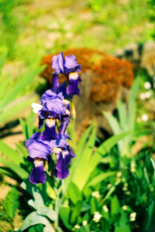 Praktica MTL 5 +  Helios 44-2 2/58 - Iris