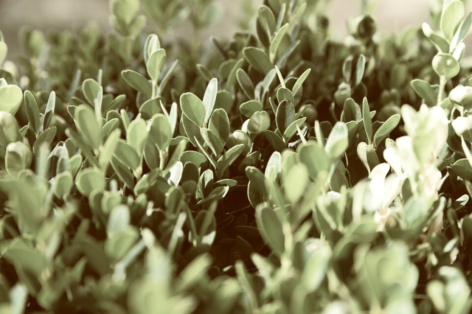 Growth nature macro