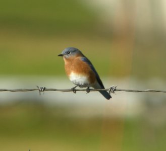 DSCN4777 c Eastern Bluebird Braidwood Lake IL 11-2-2014