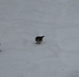 IMG 1072 c Lapland Longspur  Kankakee IL 2-1-2015