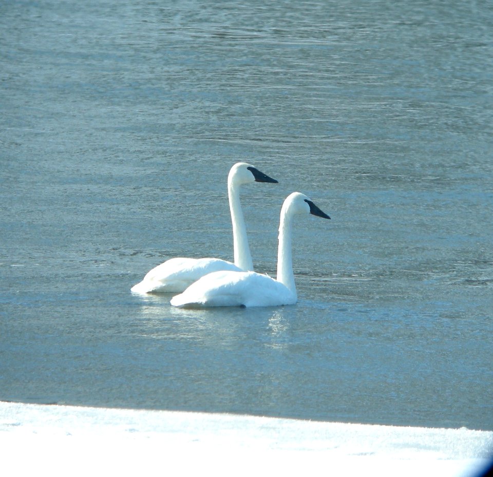 DSCN2153 c Trumpeter Swan  Kankakee Co IL 2-9-2014