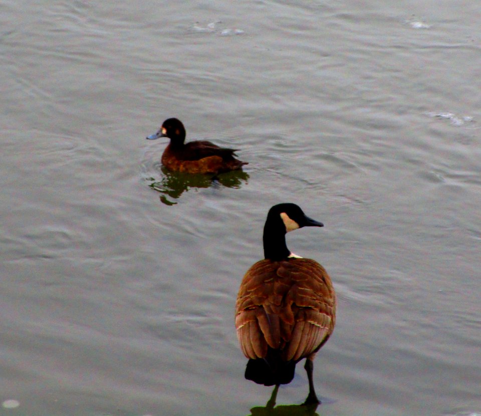 IMG 1125 c Greater Scaup  Kankakee IL 2-15-2015