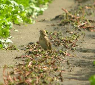 DSCN4488 c Vesper Sparrow Pembroke Twp Kankakee Co IL 10-3-2014