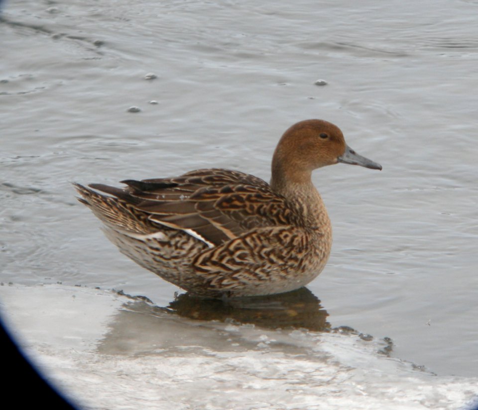 DSCN5538 c Northern Pintail Dam Wilmington IL 2-6-2015