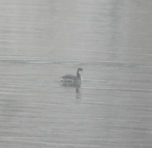 DSCN1148 c Horned Grebe Kankakee Co IL 12-14-2013 photo