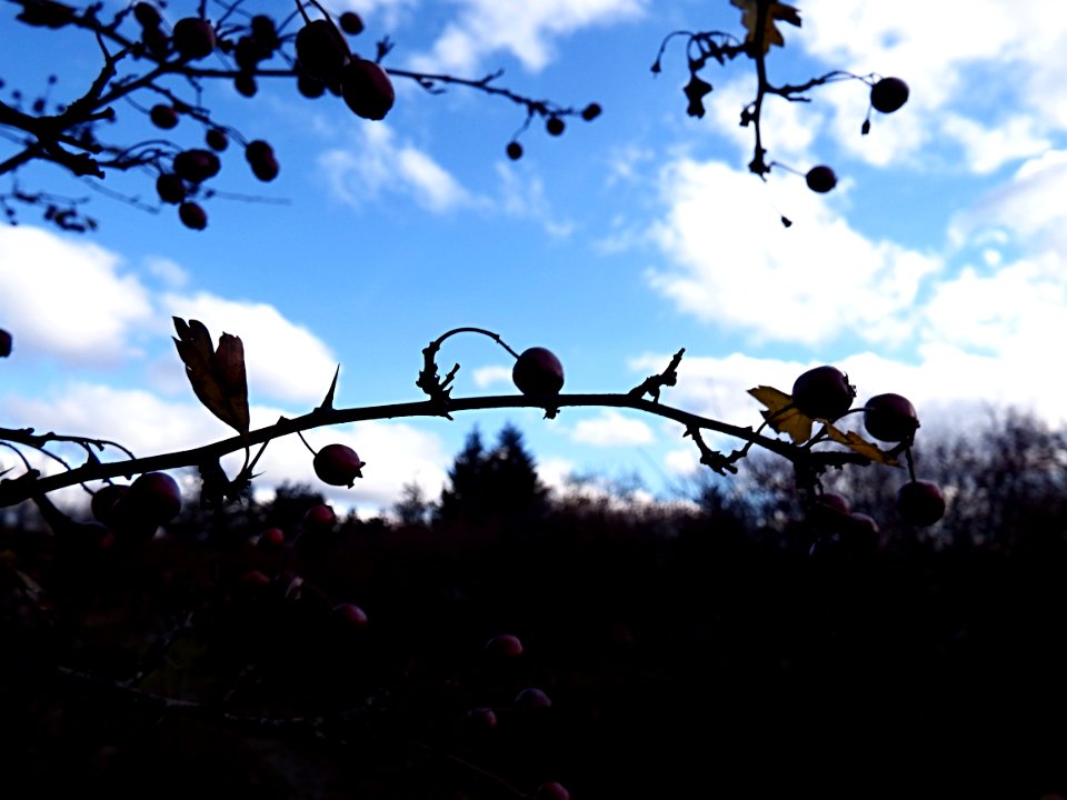 Autumnal Mood