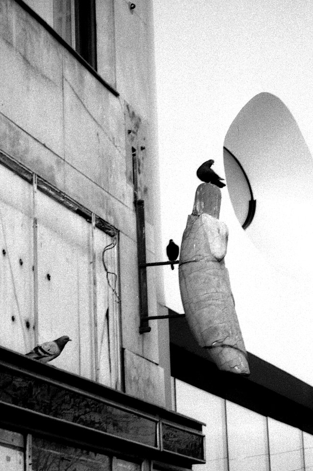 Pentax Espio 170SL - Pigeons 2