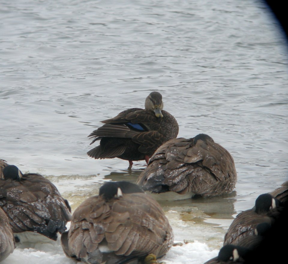 DSCN1227 c American Black Duck Kankakee Co IL 12-17-2013