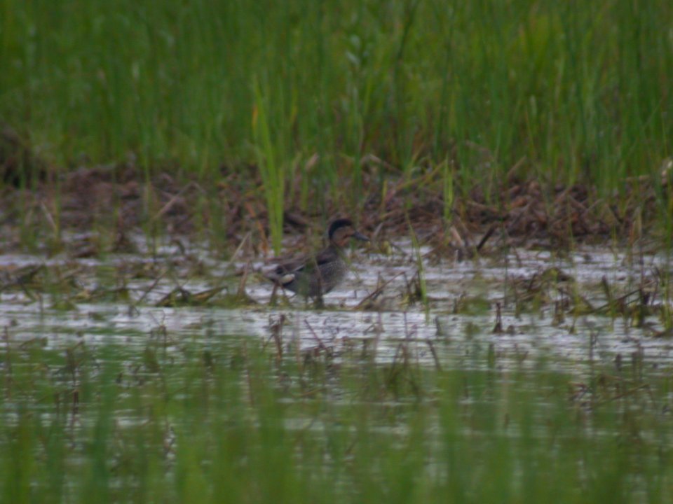Dscn9080 Green-winged Teal TNC Kankakee Sands, Enos, IN 6-08-03