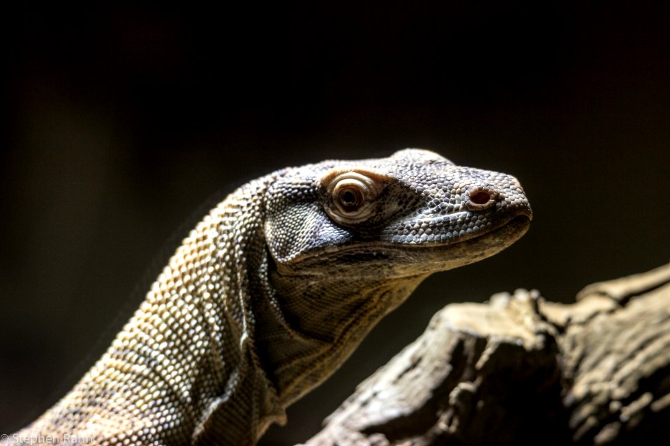 Zoo Atlanta Komodo Dragon