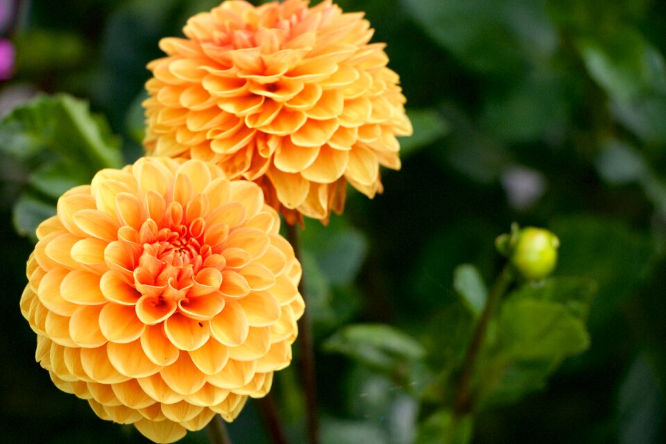 Orange nature blossom