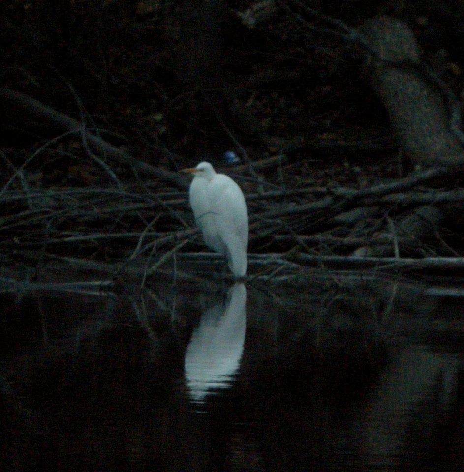DSCN4897 c Great Egret  Kankakee IL 11-16-2014