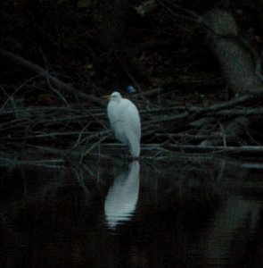 DSCN4897 c Great Egret  Kankakee IL 11-16-2014