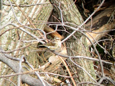 IMG 0624 c Purple Finch  Bourbonnais IL 11-14-2014