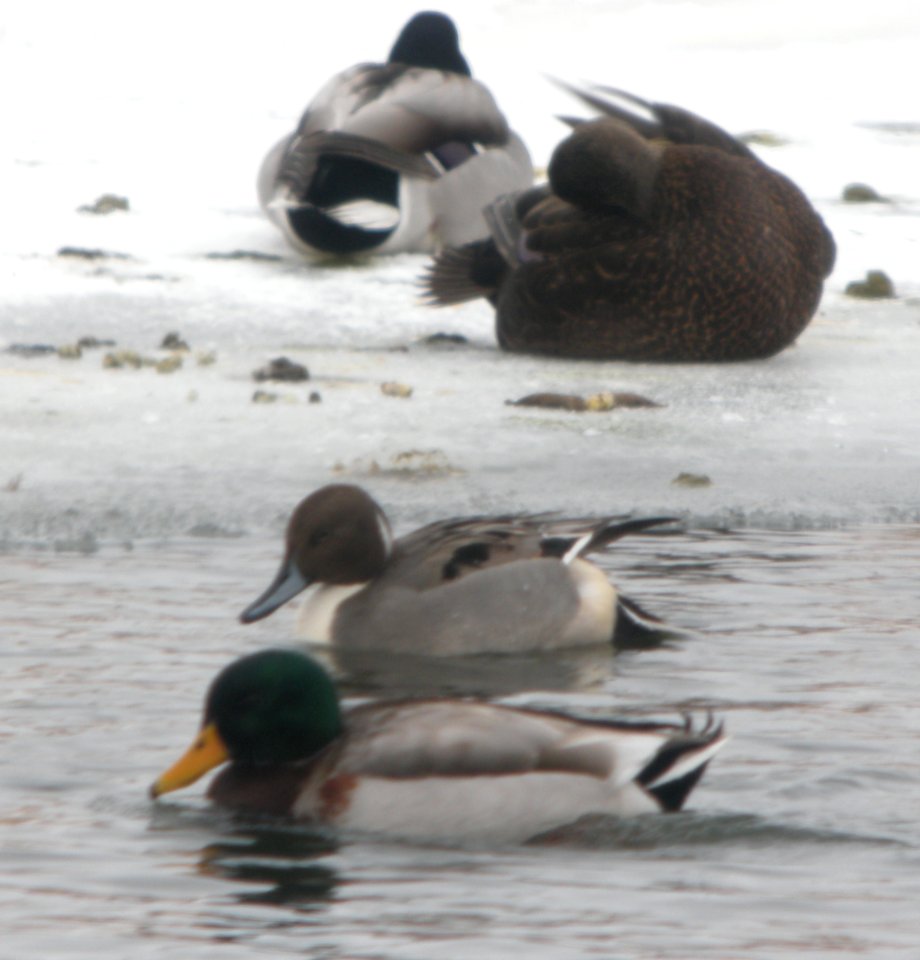 DSCN1641 c Mallard Northern Pintail Am Black Duck Will Co IL 1-9-2014