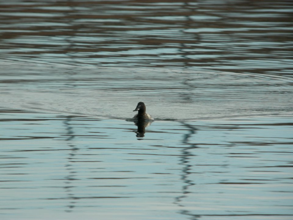 DSCN5126 Canvasback Chatfield Res CO 12-7-2014