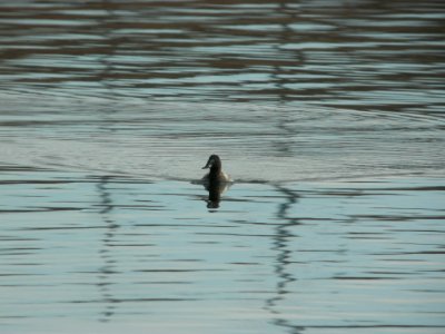 DSCN5126 Canvasback Chatfield Res CO 12-7-2014