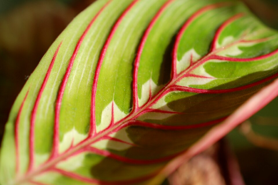 Plant foliage green color