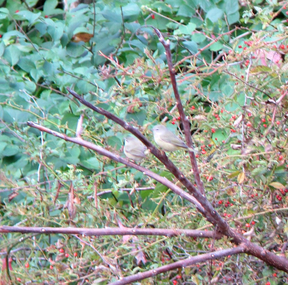IMG 0364 c Orange-crowned Warbler  Bourbonnais IL 10-21-2014