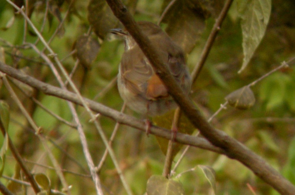 DSCN0182 c Hermit Thrush Kankakee Co IL 11-26-2013 (Photo thru Bins)