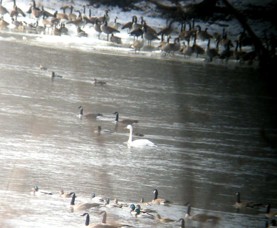 DSCN0408 c Tundra Swan Kankakee Co IL 1-12-2014 (Photo thru Bins)