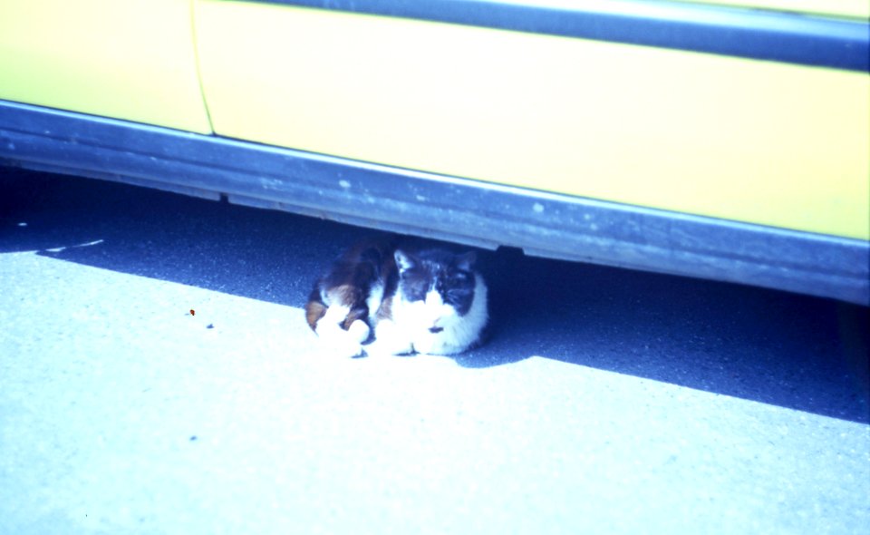 Praktica MTL 5 +  Helios 44-2 2/58 - Cat under a Car