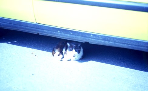 Praktica MTL 5 +  Helios 44-2 2/58 - Cat under a Car