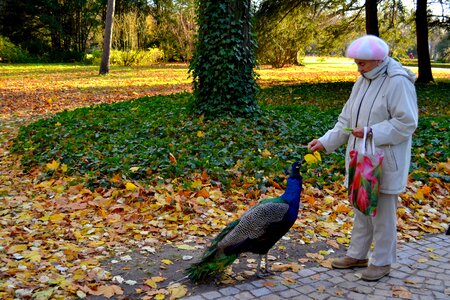 Warsovie warsaw peacock