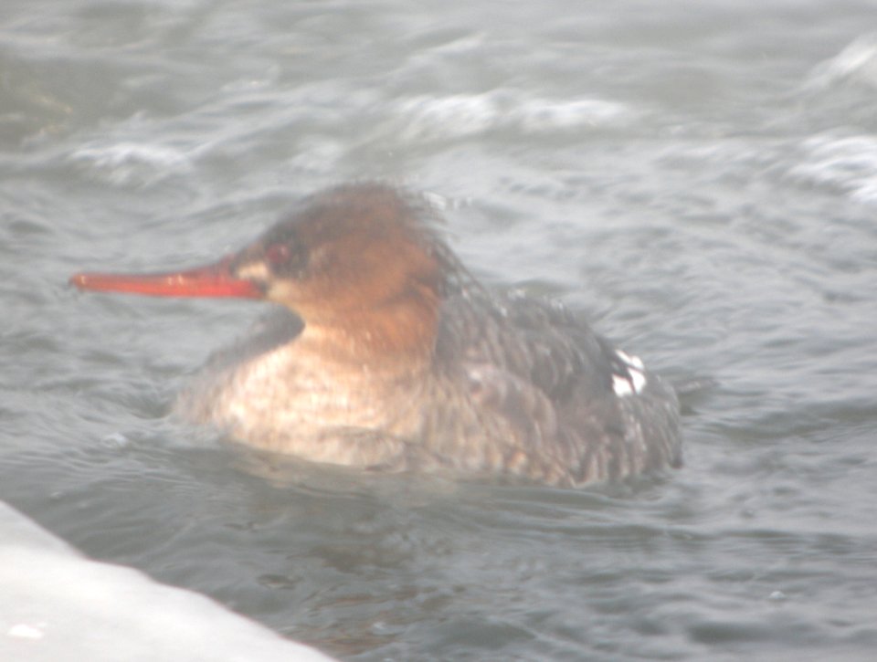 DSCN2176 c Red-breasted Merganser Will Co IL 2-11-2014