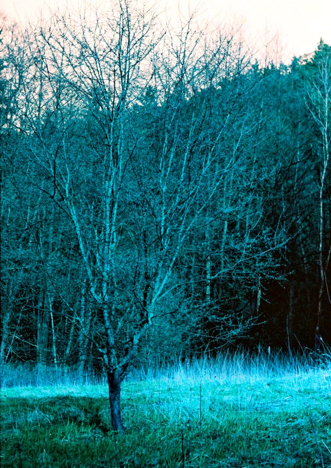 Praktica MTL 5 + Helios-44-2 - Lomography LomoChrome Purple - Eery Grass