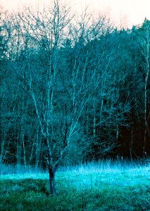 Praktica MTL 5 + Helios-44-2 - Lomography LomoChrome Purple - Eery Grass