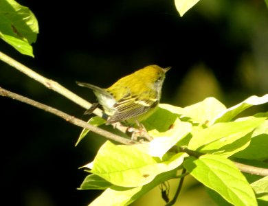 DSCN4373 c Chestnut-sided Warbler  Kankakee IL 9-22-2014