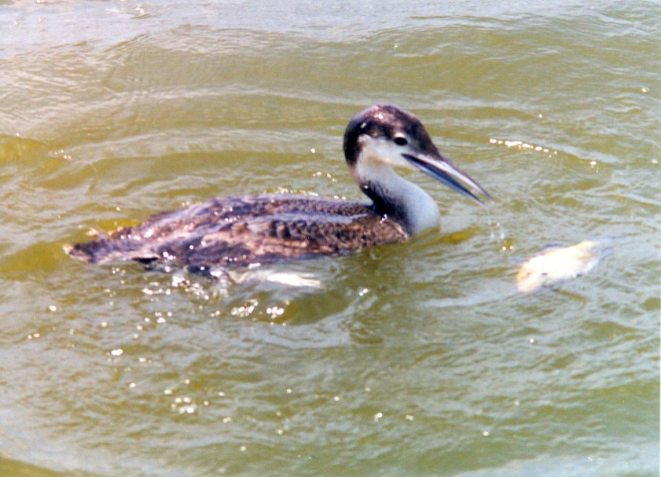 1 Common Loon Willow Slough FWA IN 5-1995 (Photos by Don McBroom)