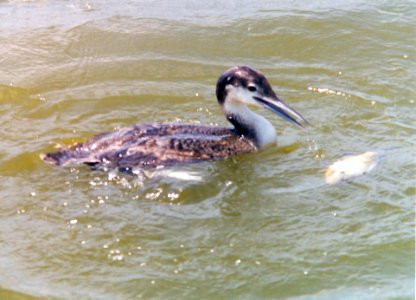 1 Common Loon Willow Slough FWA IN 5-1995 (Photos by Don McBroom)