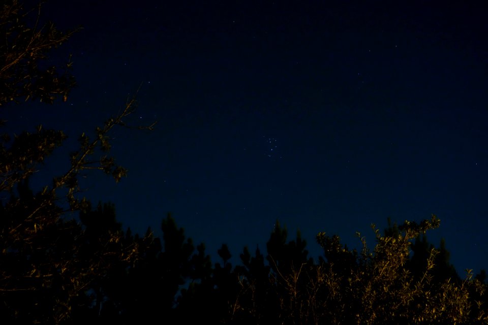 Pleiades through the Trees
